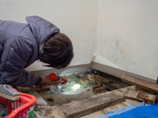 Best Basement Mold Removal  in Manchester, OH